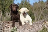 LABRADOR 627